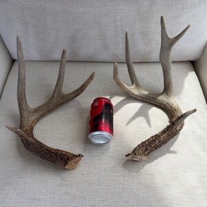 Whitetail Deer Shed Antlers (score 135”-140”)